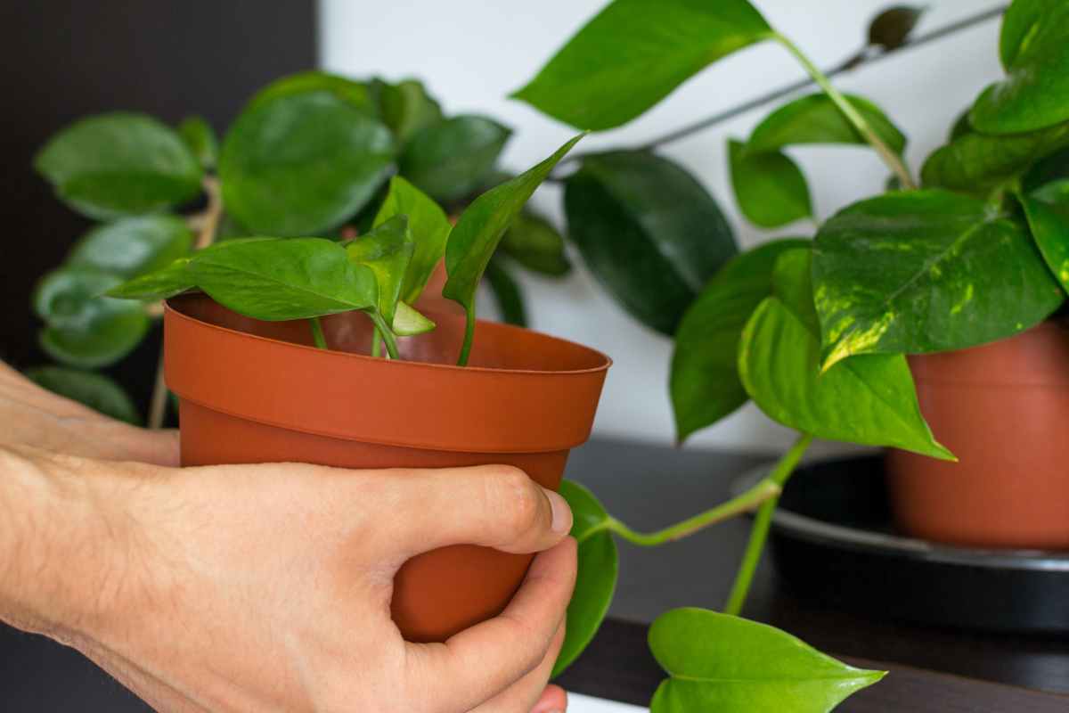 Mitä tarkoittaa punaisen nauhan sitominen pothokseen kesäkuussa?