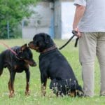 Ei dobermanni eikä rottweiler: Mikä on rotterman ja millainen koira se on?