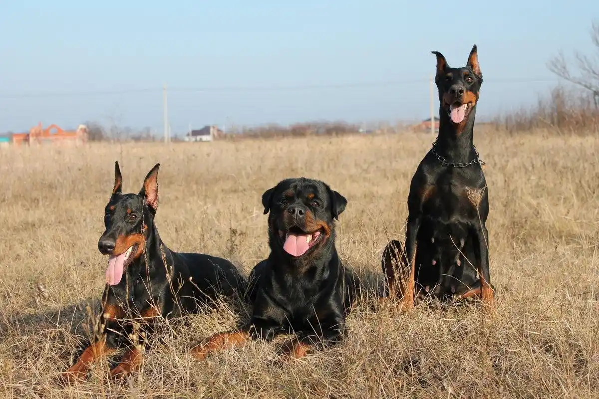 Ei dobermanni eikä rottweiler: Mikä on rotterman ja millainen koira se on?