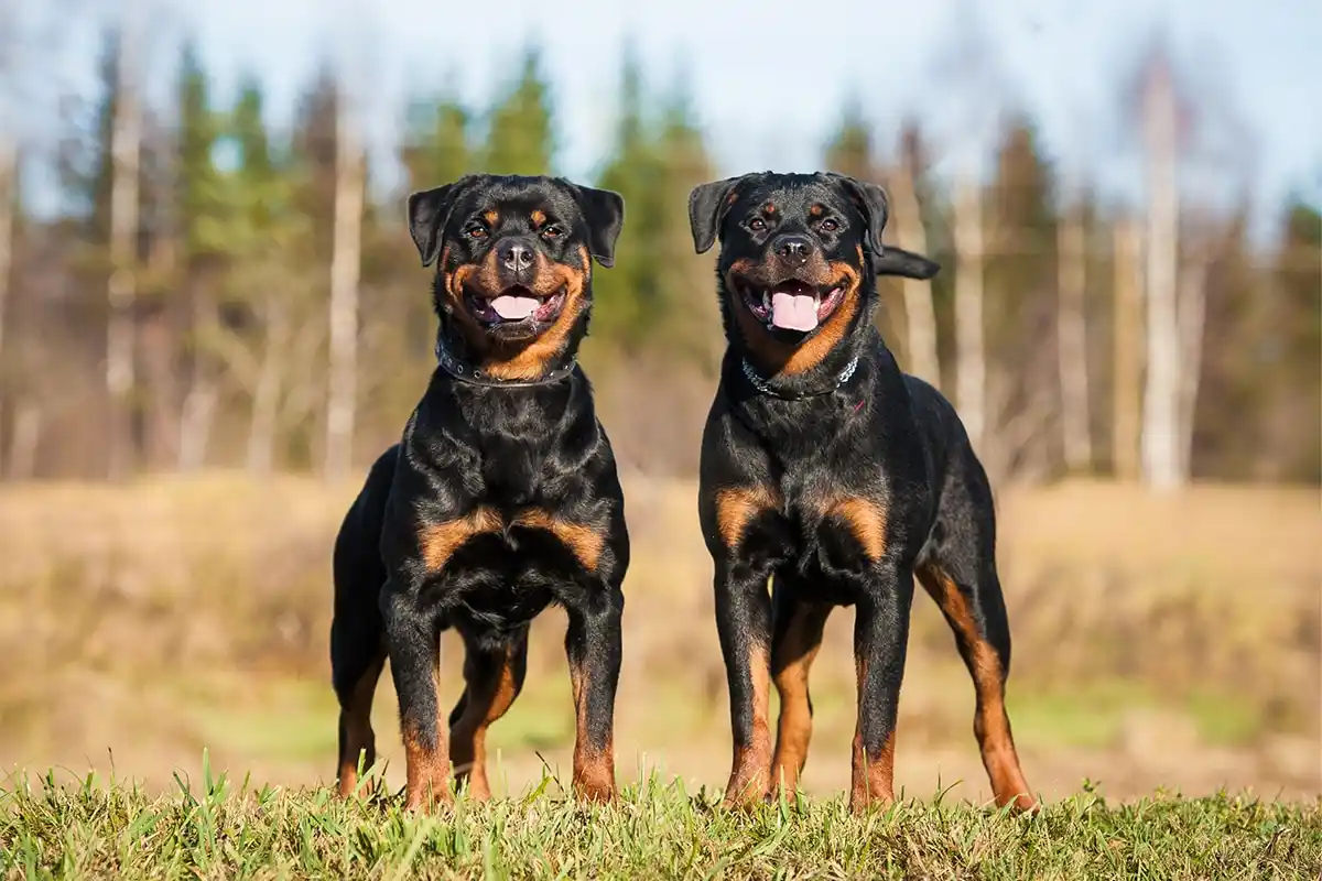 Ei dobermanni eikä rottweiler: Mikä on rotterman ja millainen koira se on?
