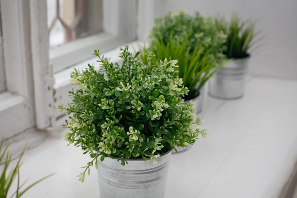 Näin käytät ruokasoodaa kasvien ja puutarhan hoitoon: Yllättävät hyödyt ja vinkit