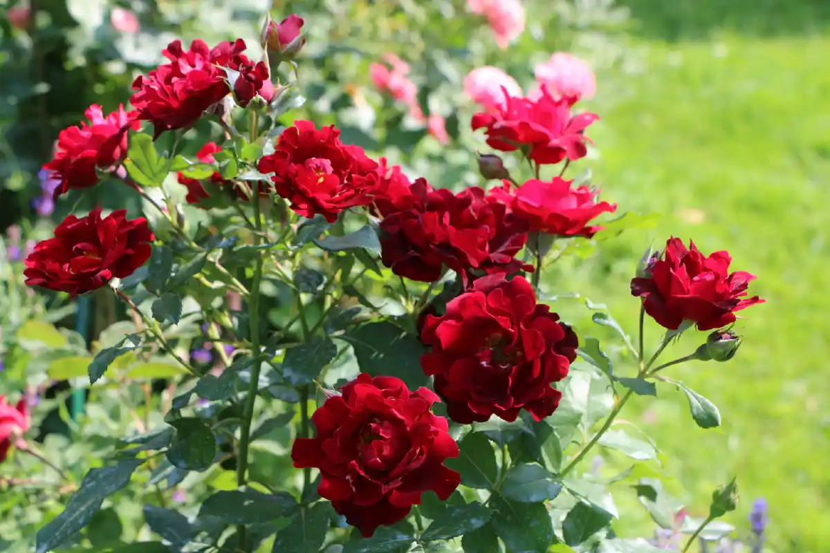 Puutarhurin paras vinkki: Näin saat ruusupensaasi kukkimaan runsaasti