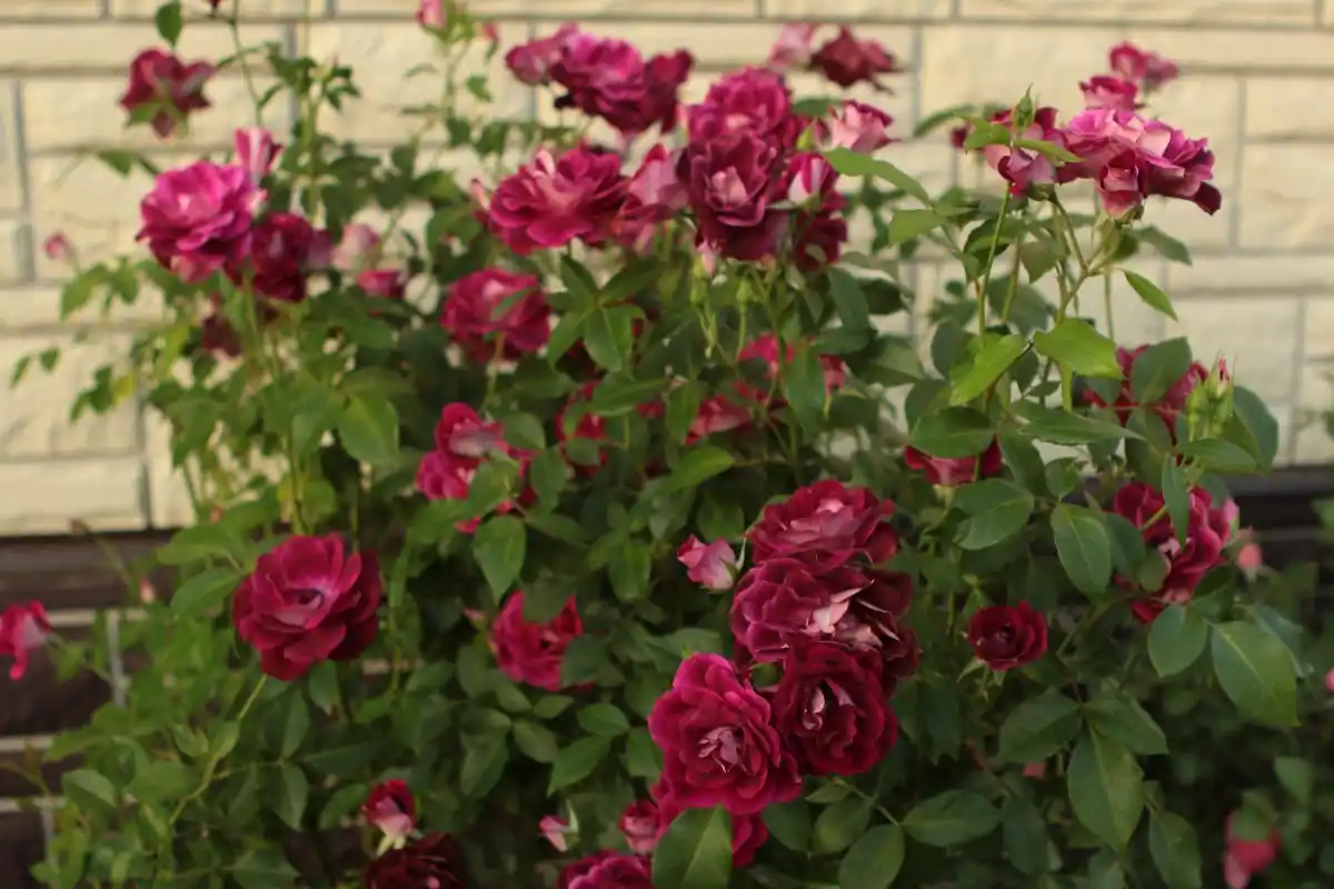 Puutarhurin paras vinkki: Näin saat ruusupensaasi kukkimaan runsaasti