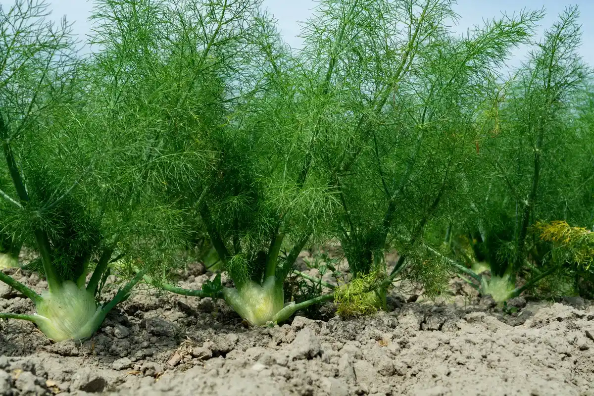 Tomaattien naapurikasvit: 10 kasvia, joita ei saa istuttaa lähelle