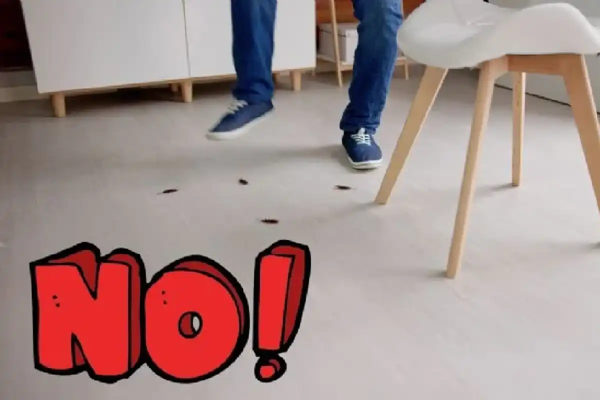 Karkota torakat keittiöstäsi ikuisesti kolmella kotitekoisella ainesosalla suihkepullossa