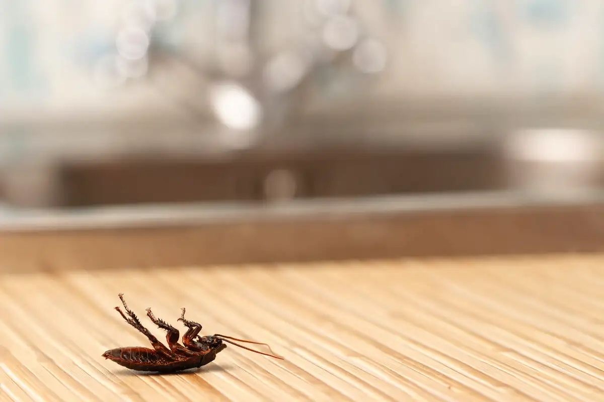 Vinkkejä torakoiden karkottamiseen keittiöstä kotitekoisella ilmanraikastimella