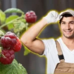 Kuinka kasvattaa vadelmia kotona ilman siementen ostamista – 6 yksinkertaista vaihetta