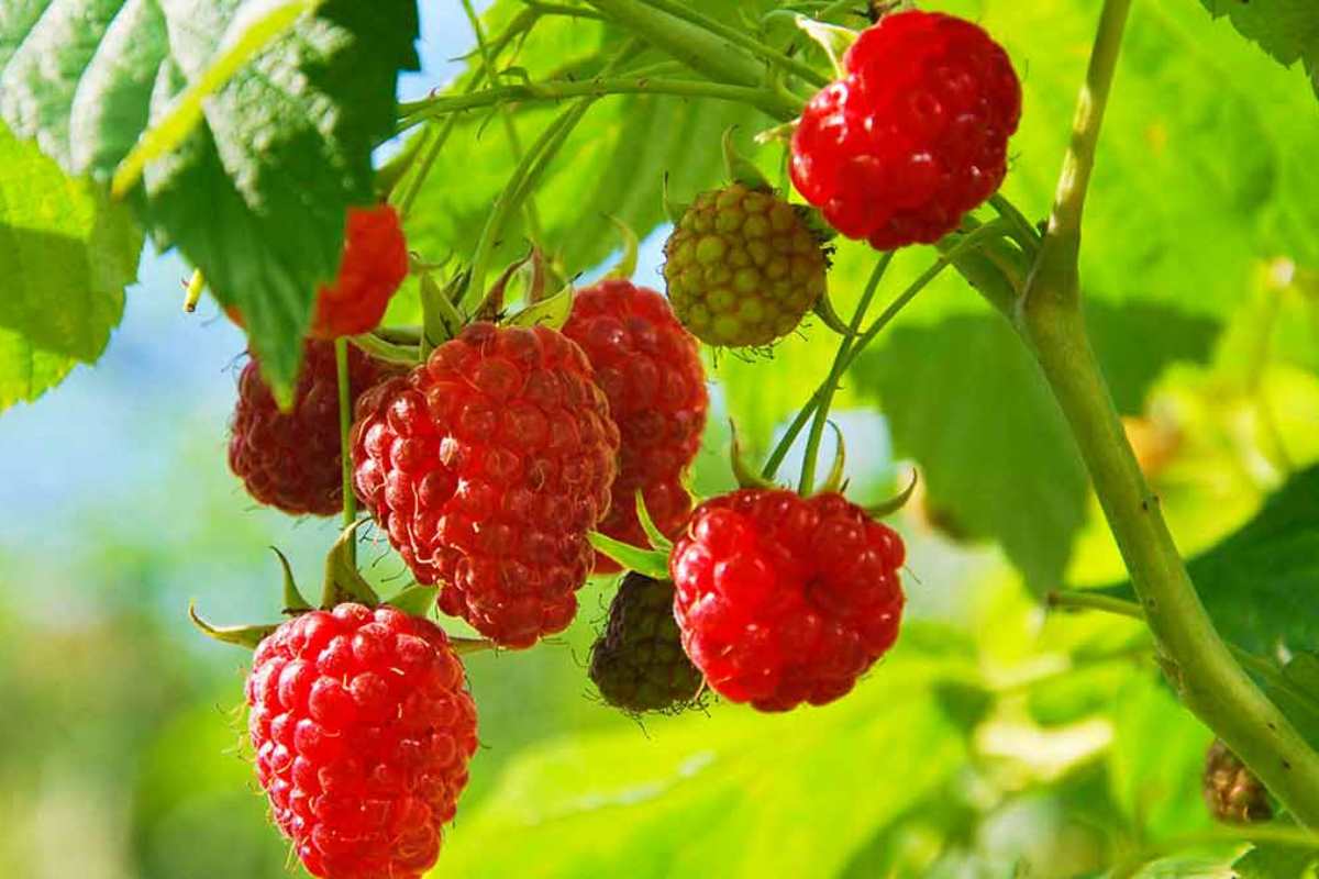 Kuinka kasvattaa vadelmia kotona ilman siementen ostamista – 6 yksinkertaista vaihetta