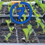 Seitsemän vihannesta, jotka voit istuttaa 1. heinäkuuta alkaen