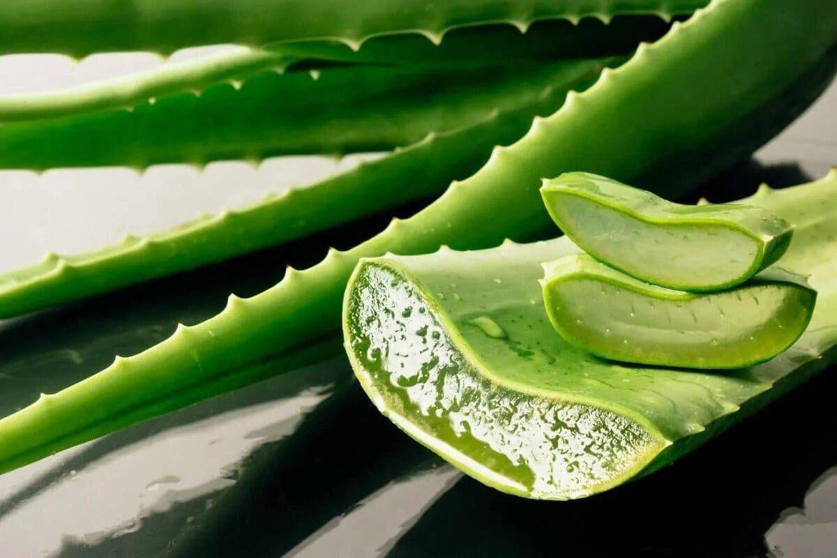 Hiukset kuntoon luonnollisesti: Miksi aloe vera ja kookosöljy ovat hiustenhoidon salaisuus