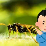 Uudelleenkäytä muovipullo ja luo vaaraton ansa ampiaisille: Poista ne puutarhastasi helposti