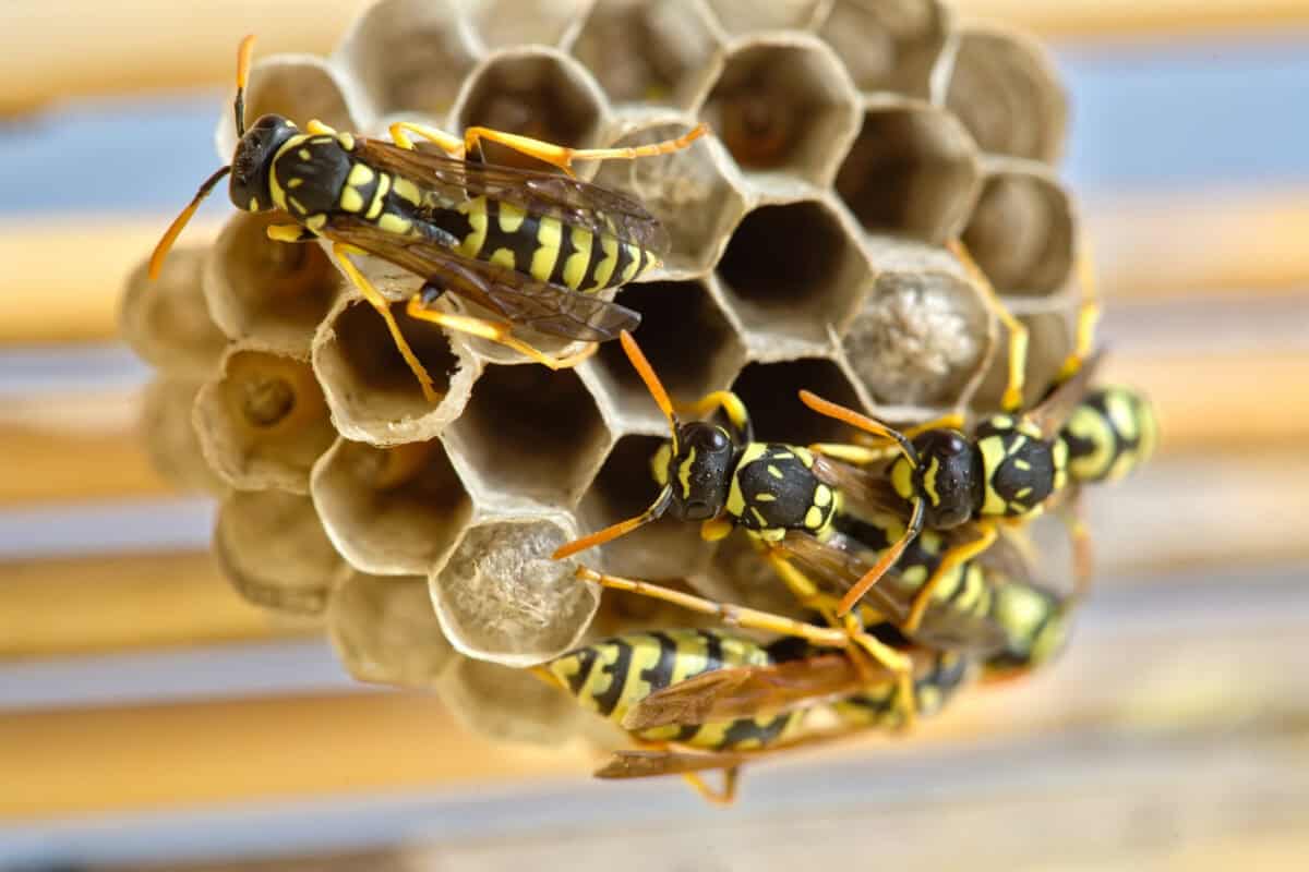 Poista ampiaiset luonnollisesti: Tehokas kikka, joka toimii välittömästi
