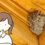 Mitä tarkoittaa, jos ampiaiset rakentavat pesän parvekkeellesi tai puutarhaasi?