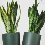 Ei suoraa auringonvaloa eikä täyttä varjoa: Missä anopinkieli kasvaa parhaiten?