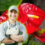 Kuinka stimuloida anturiumia kukkimaan runsaasti punaisia kukkia ilman teollisia lannoitteita