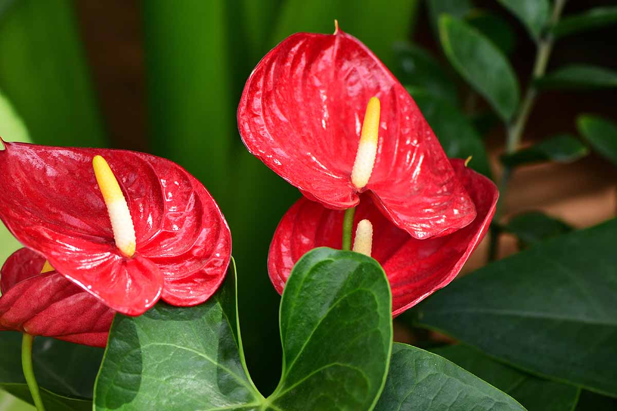 Kuinka stimuloida anturiumia kukkimaan runsaasti punaisia kukkia ilman teollisia lannoitteita