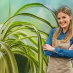 Ei jadekasvia eikä sansevieriaa: Tämä kasvi on täydellinen aloittelijoille