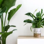 Kuinka saat spatifillumin kukkimaan ensimmäistä kertaa: Kasvatusopas