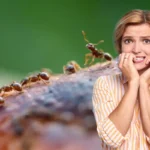 Asiantuntijat neuvovat: Suihkuta etikkaa oven ulkopuolelle kesällä – tässä syy