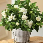 Luonnollista tuoksua kotiin: Gardenia – eleganssia ja hurmaavaa aromia