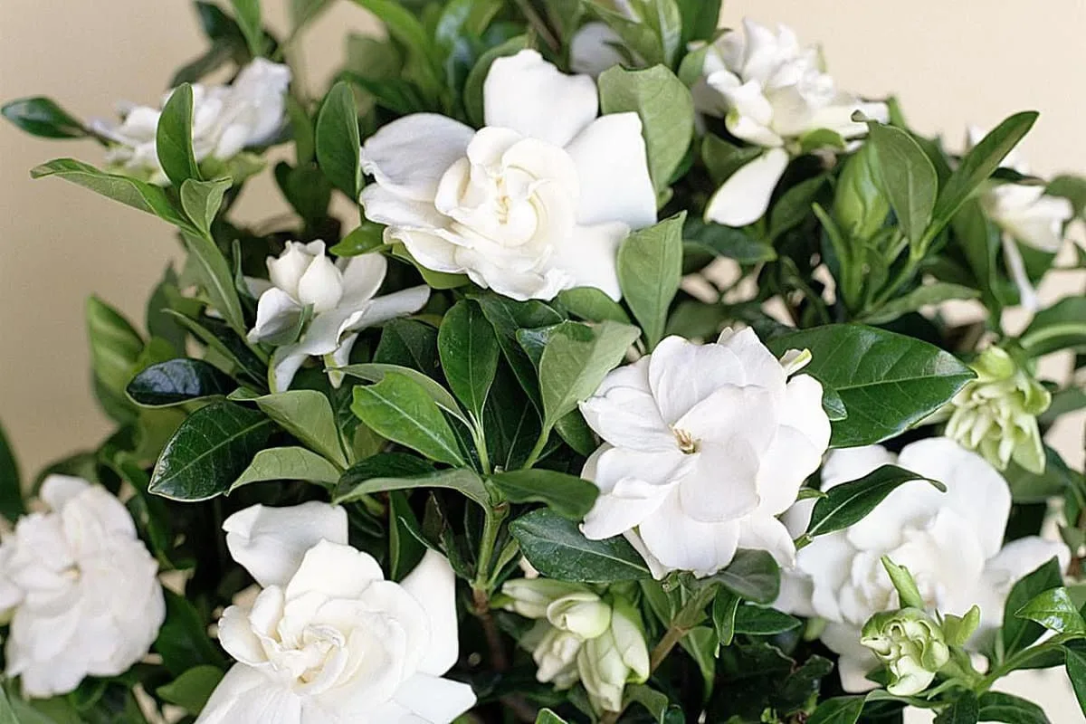 Luonnollista tuoksua kotiin: Gardenia – eleganssia ja hurmaavaa aromia