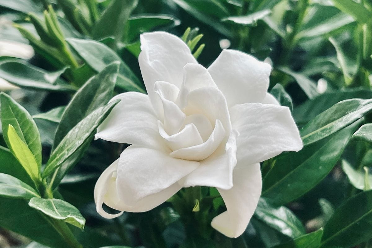 Luonnollista tuoksua kotiin: Gardenia – eleganssia ja hurmaavaa aromia