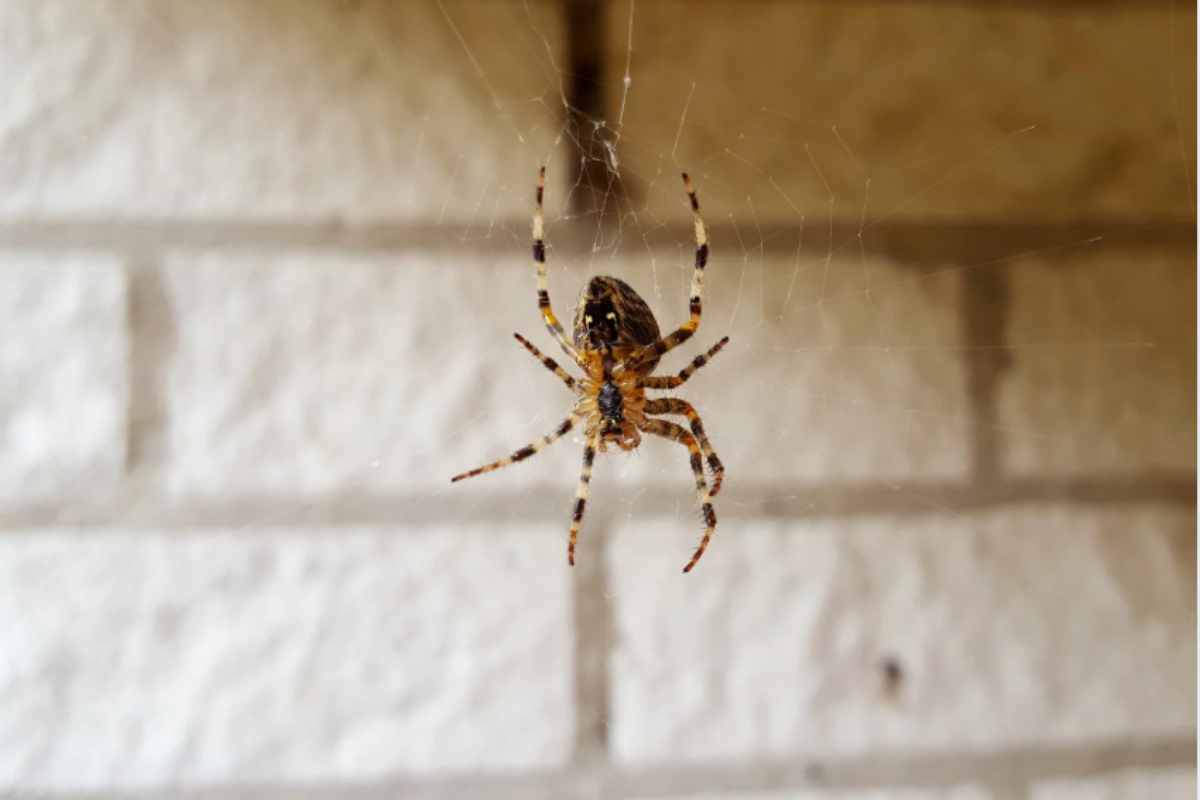 Miksi hämähäkit ilmestyvät kotiin ja onko niistä hyötyä? Yllättävä totuus