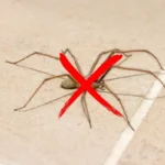 Poista hämähäkit keittiöstäsi lopullisesti: Suihkuta tätä tehokasta nestettä nurkkiin