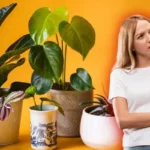Viisi sitkeää huonekasvia, jotka selviytyvät helposti – ihanteellisia aloittelijoille