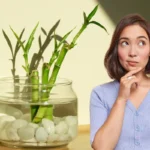 Kaunista kotisi vaivatta: Kolme helppohoitoista vesikasvia