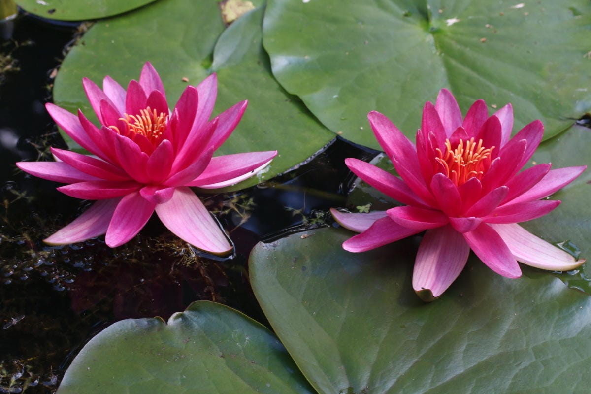 Kaunista kotisi vaivatta: Kolme helppohoitoista vesikasvia