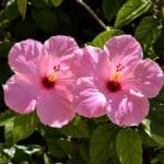 Milloin istuttaa hibiskus? Parhaat ajankohdat, paikka ja hoitovinkit