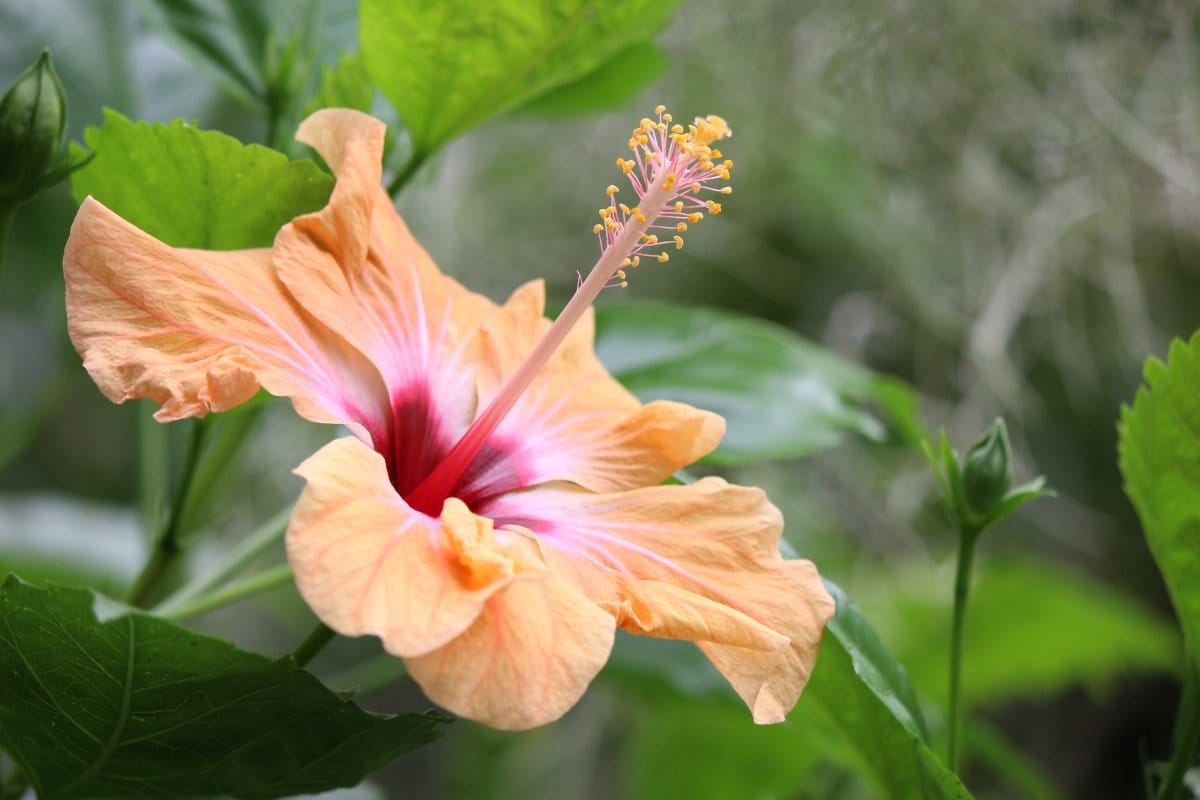 Milloin istuttaa hibiskus? Parhaat ajankohdat, paikka ja hoitovinkit
