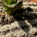 Ei pelkästään ulkonäön vuoksi: Miksi kasvien multaan lisätään hiekkaa ja mitä hyötyä siitä on?