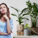 Ei pothos eikä saniainen: Miksi hortensiaa ei kannata pitää sisällä Feng Shuin mukaan