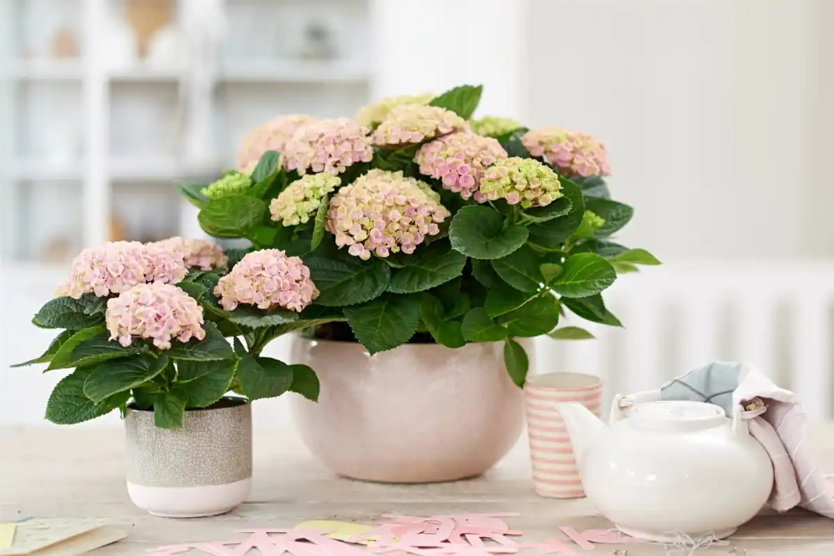 Ei pothos eikä saniainen: Miksi hortensiaa ei kannata pitää sisällä Feng Shuin mukaan