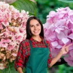 Hortensian elvyttäminen: Helpot vaiheet kuihtuneen kasvin pelastamiseen