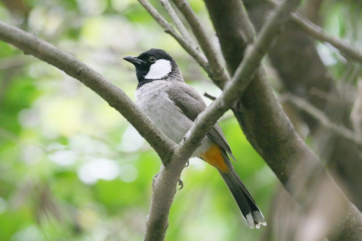 Kuinka tehdä puutarhastasi lintujen paratiisi: Viisi helppohoitoista kasvia, jotka houkuttelevat lintuja päivittäin