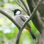 Kuinka tehdä puutarhastasi lintujen paratiisi: Viisi helppohoitoista kasvia, jotka houkuttelevat lintuja päivittäin