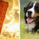 Kuinka huolehtia nelijalkaisista ystävistä helteellä – asiantuntijoiden vinkit