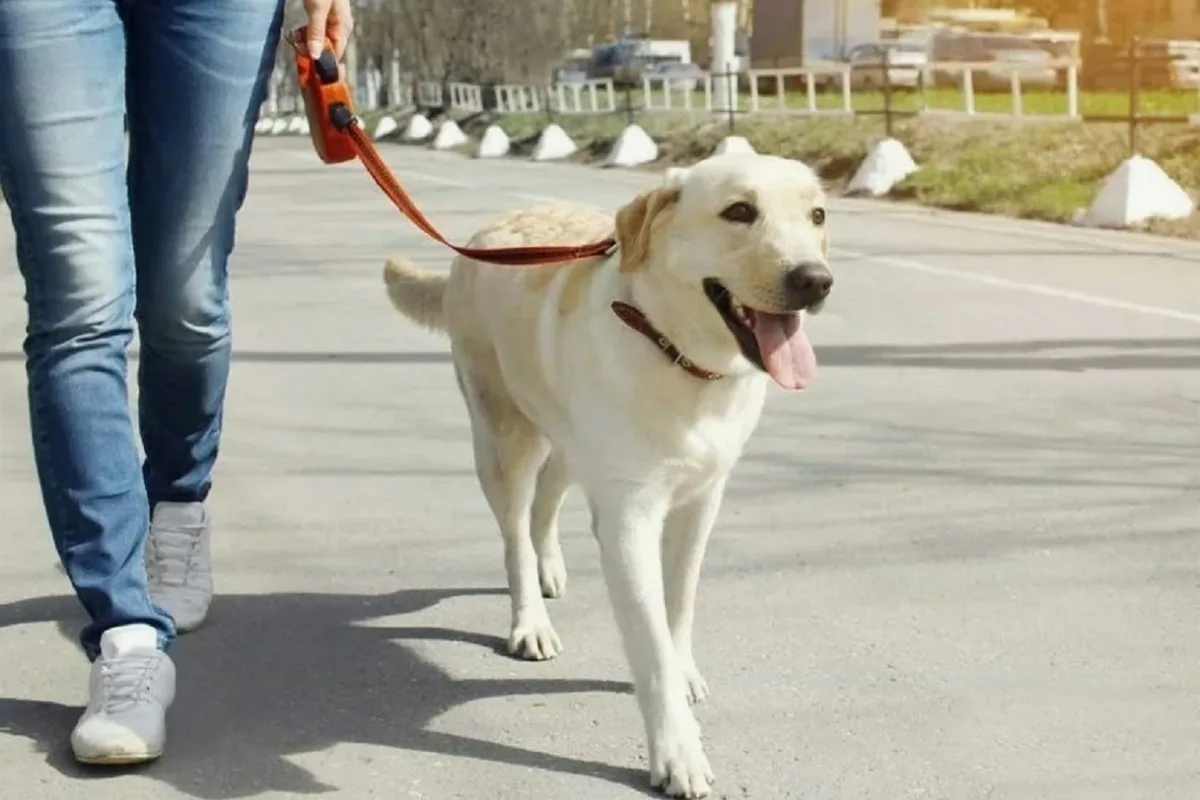 Kuinka huolehtia nelijalkaisista ystävistä helteellä – asiantuntijoiden vinkit