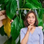 Asiantuntijan neuvo: Mitä tehdä, jos huonekasveilla on keltaisia lehtiä