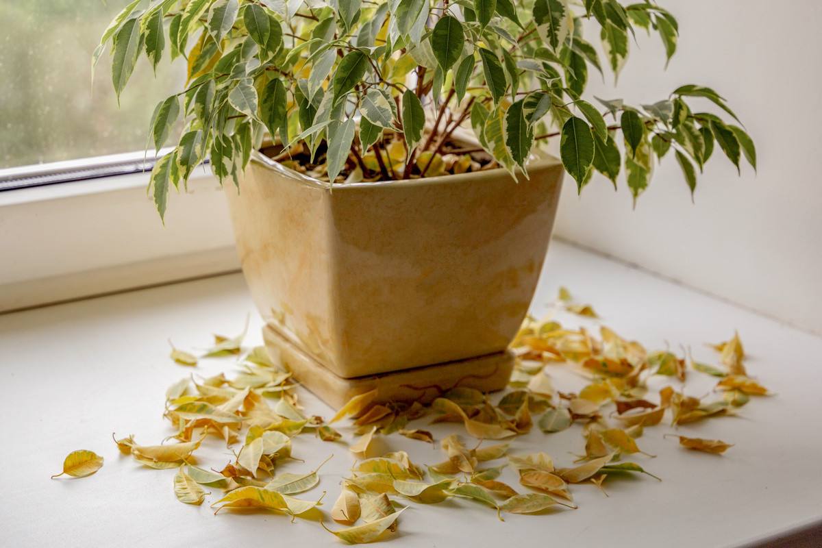 Asiantuntijan neuvo: Mitä tehdä, jos huonekasveilla on keltaisia lehtiä