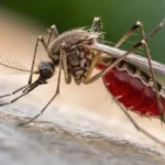 Kesän pelastus: Karkota hyttyset citronellalla – luonnollinen ja edullinen ratkaisu