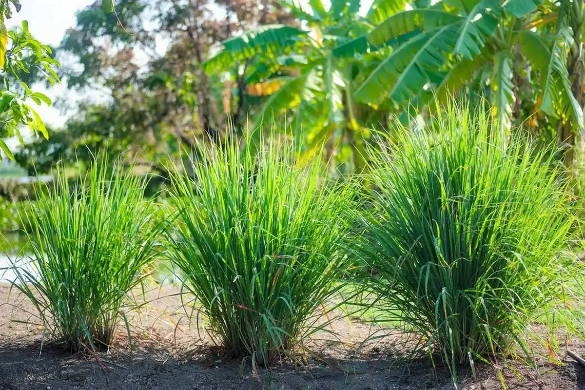 Kesän pelastus: Karkota hyttyset citronellalla – luonnollinen ja edullinen ratkaisu