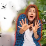 Poista hyttyset sateiden aikana kahdella keittiön ainesosalla kesällä 2025