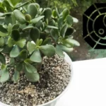 Jadekasvi: Miksi sinun pitäisi sijoittaa se kotiovellesi houkuttelemaan runsautta