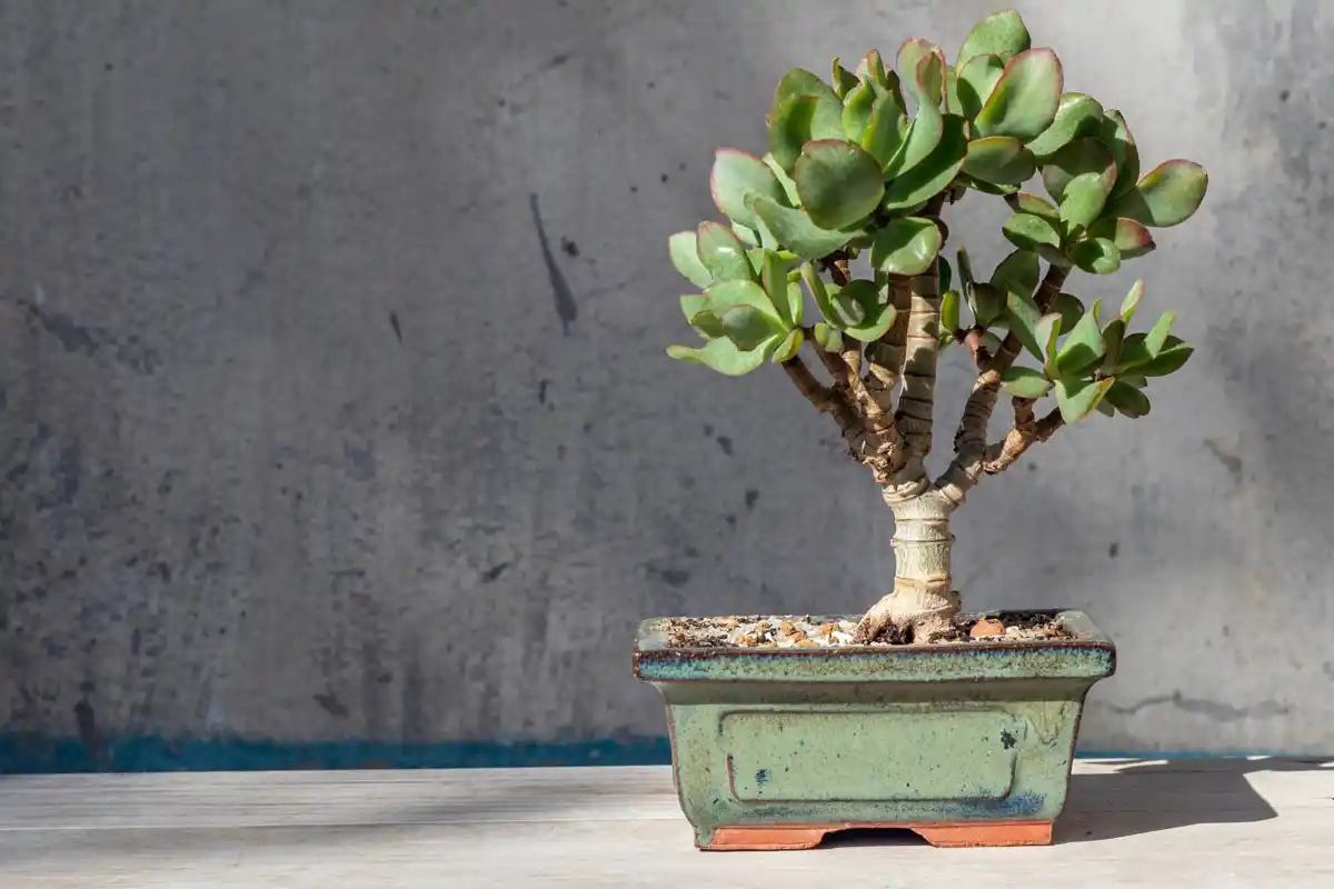 Jadekasvi: Miksi sinun pitäisi sijoittaa se kotiovellesi houkuttelemaan runsautta