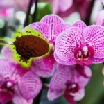 Kotitekoinen lannoite yhdestä keittiön ainesosasta: Näin saat orkideasi kukkimaan heinäkuussa