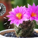 Mitä tarkoittaa, että kaktus kukkii – Feng Shuin näkökulmasta